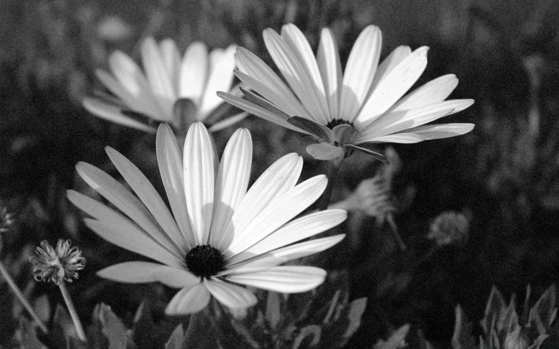 black and white flower flora nature blooming garden petal summer floral leaf