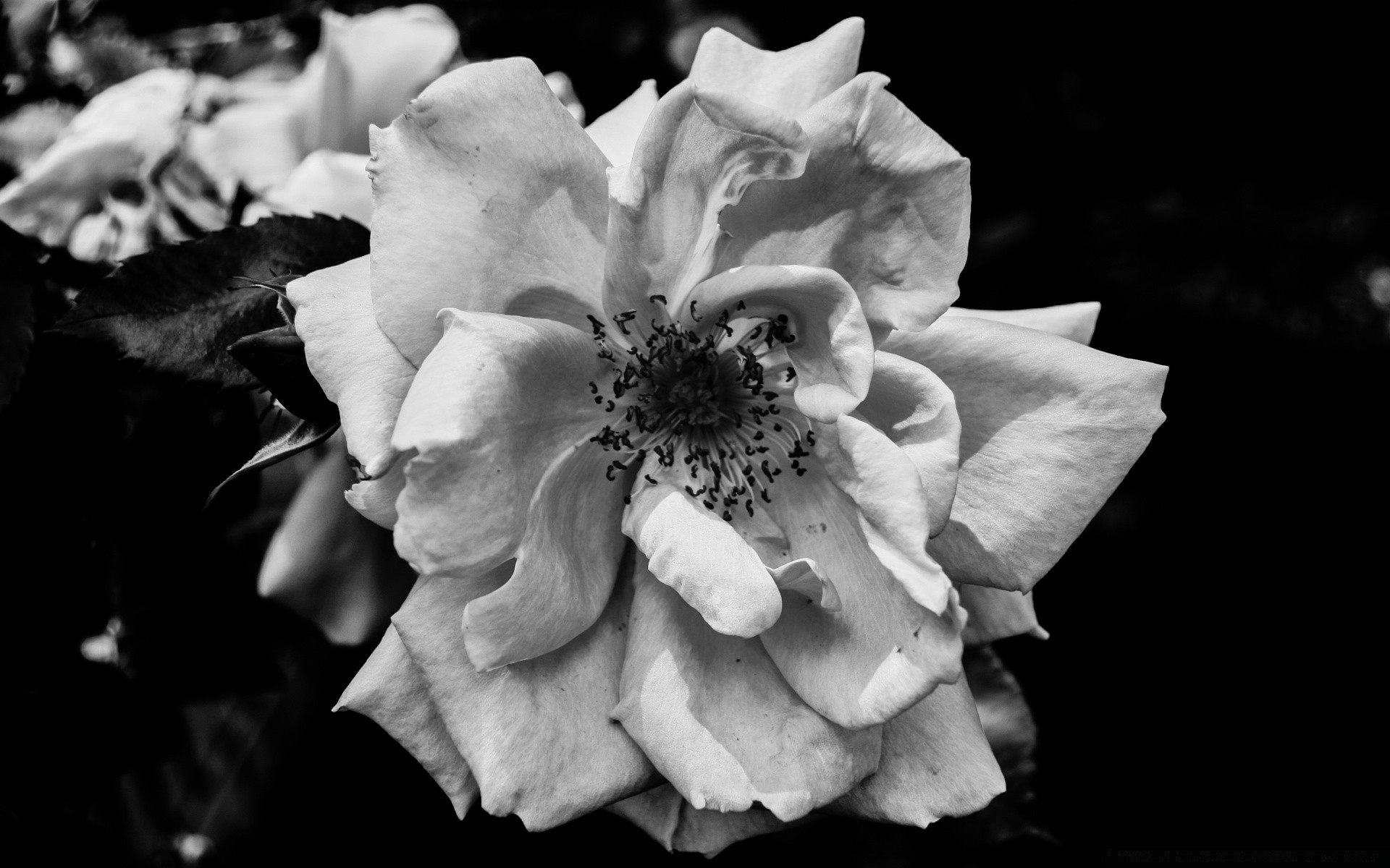 blanco y negro flor rosa naturaleza monocromo boda floral hoja flora pétalo bluming