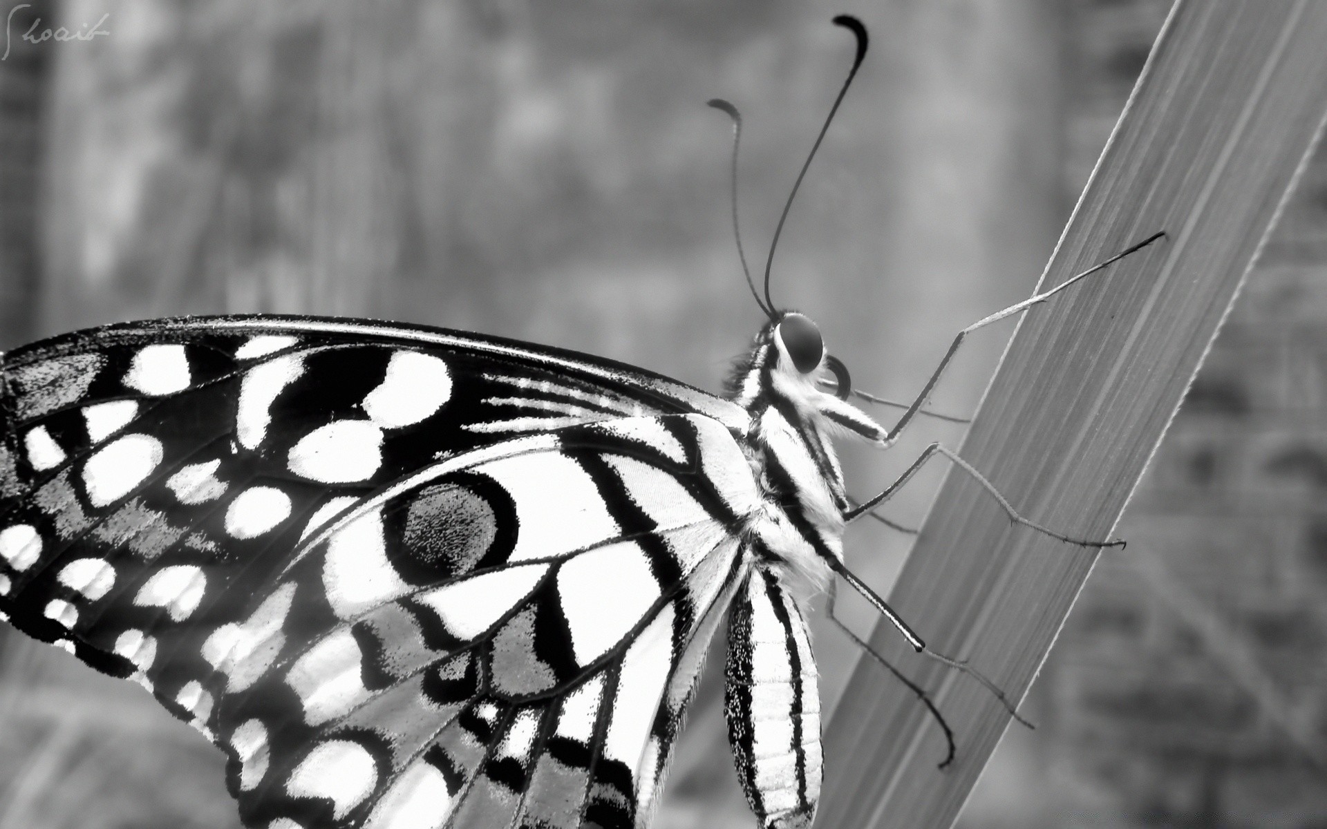 bianco e nero farfalla insetto natura ala animale fauna selvatica all aperto antenna estate invertebrati bella lepidotteri volare giardino falena selvaggio primo piano delicato monarca