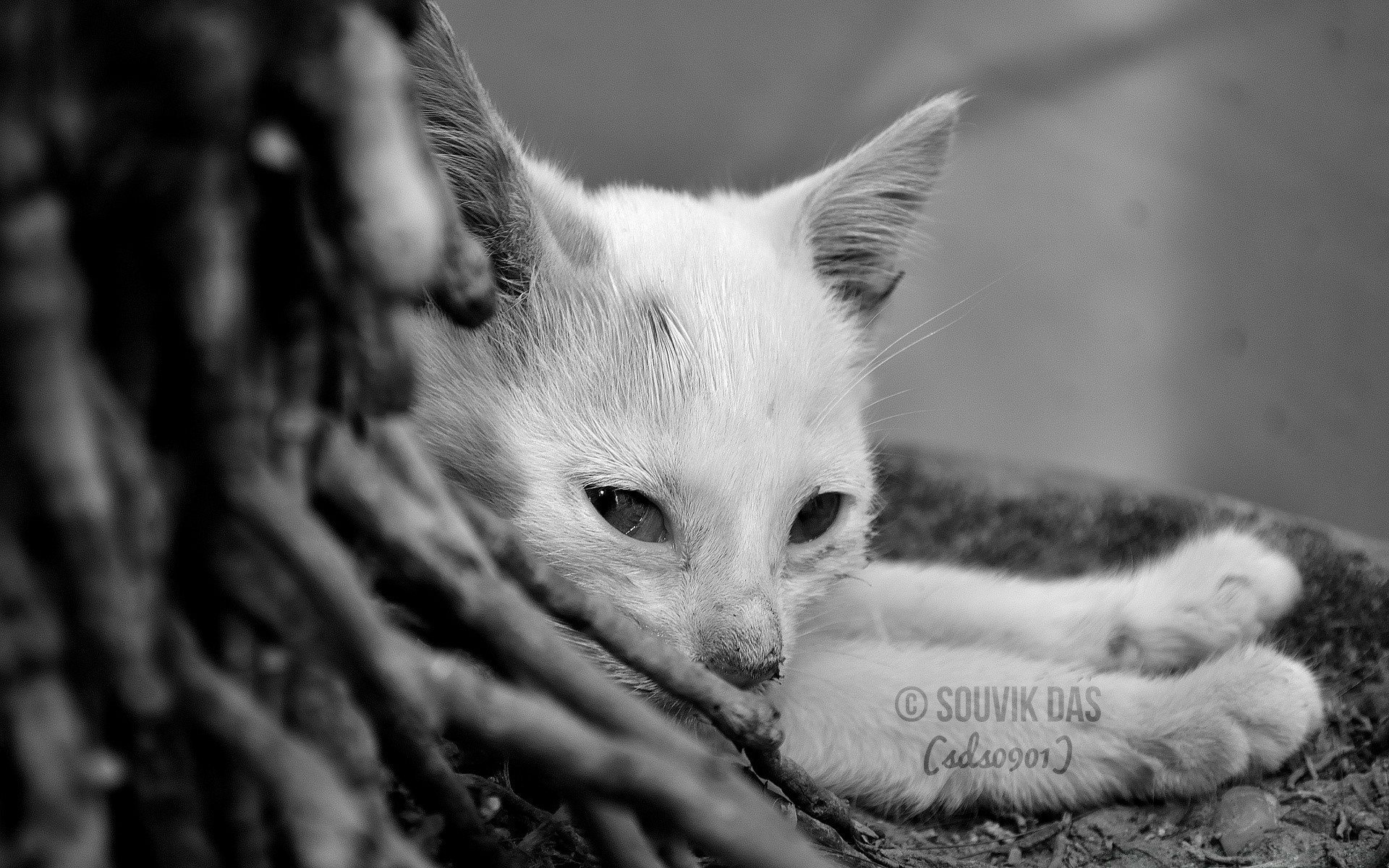 bianco e nero carino gatto occhio piccolo pelliccia natura animale gattino pet ritratto giovane bambino in bianco e nero