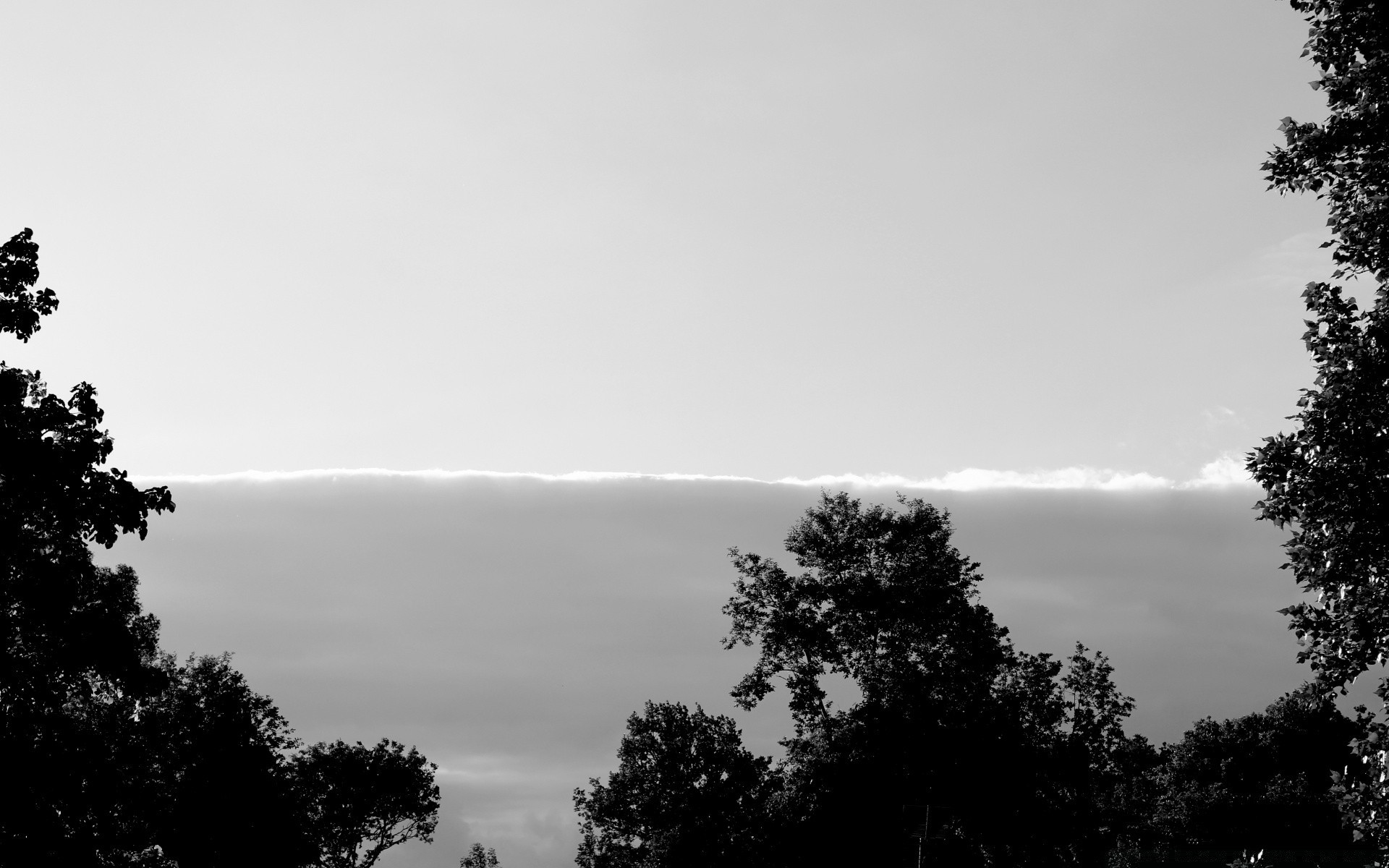 blanco y negro árbol naturaleza niebla monocromo paisaje al aire libre niebla cielo amanecer sol madera silueta