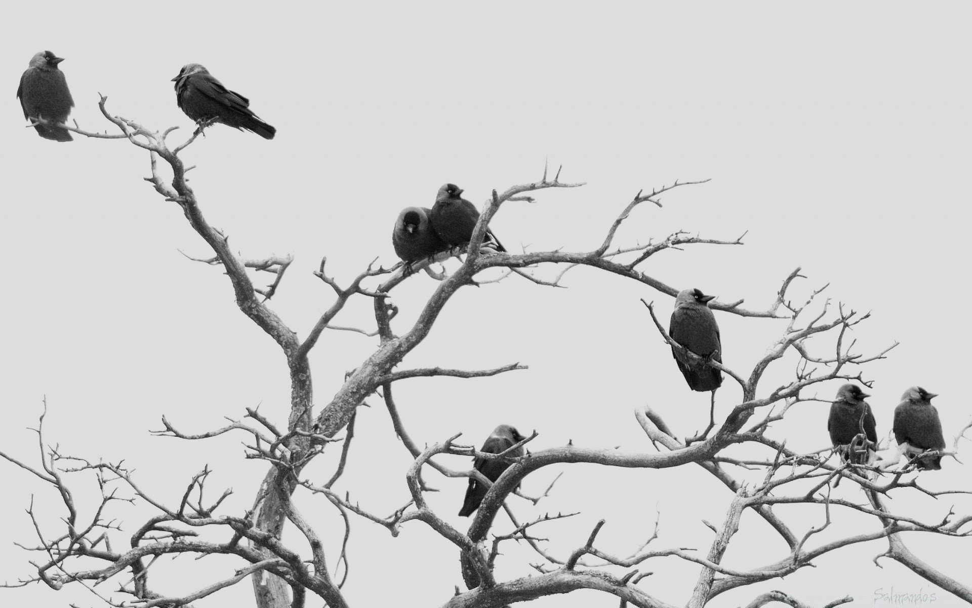 blanco y negro pájaro vida silvestre árbol invierno naturaleza cuervo animal al aire libre