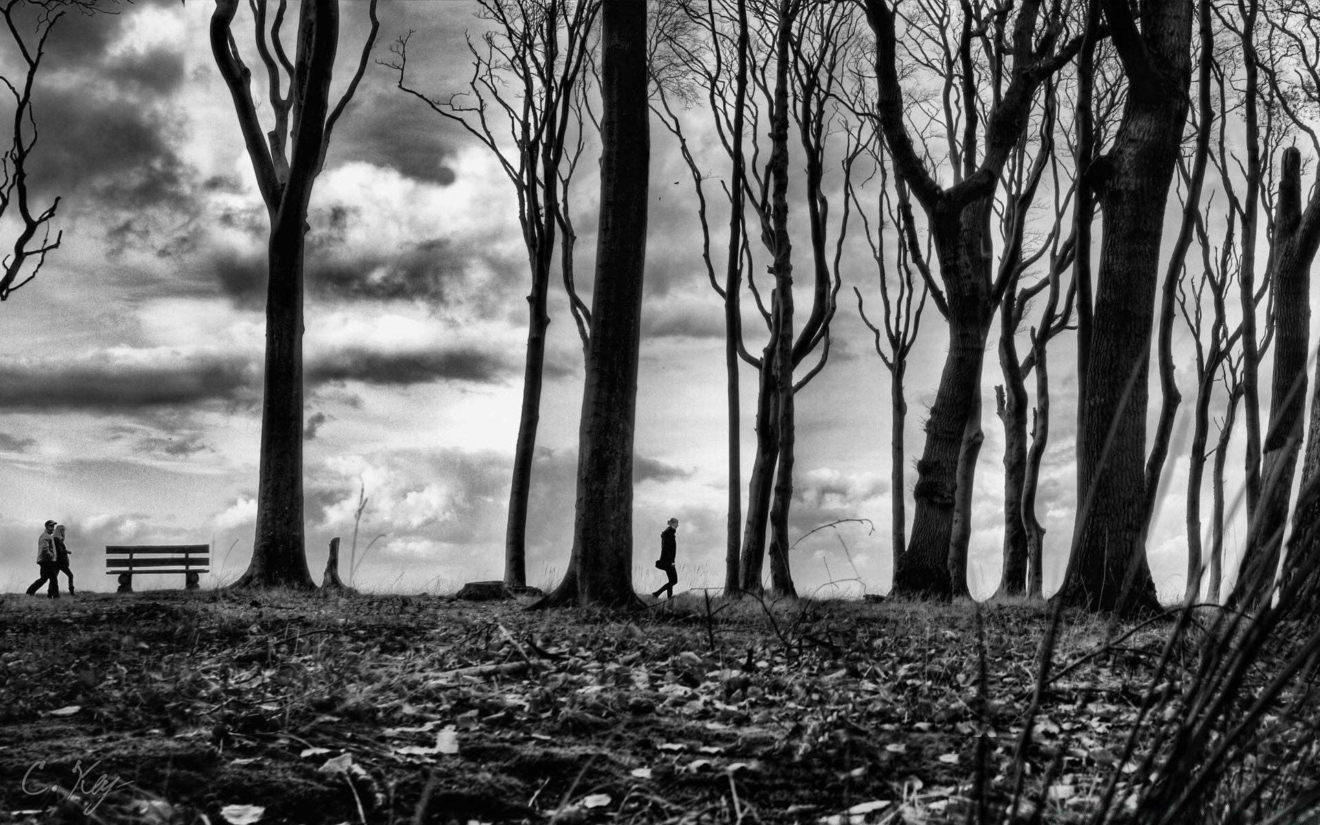 bianco e nero albero paesaggio legno nebbia alba nebbia raccapricciante moody natura autunno inverno meteo monocromatico ombra