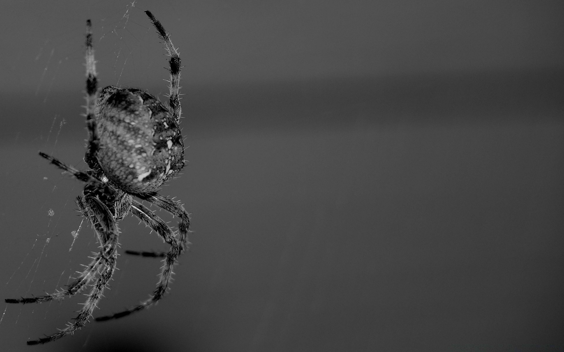 blanco y negro araña arácnido telaraña monocromo insecto espeluznante naturaleza miedo espeluznante invertebrados telaraña trampa animal vida silvestre web miedo inquieto horror niebla