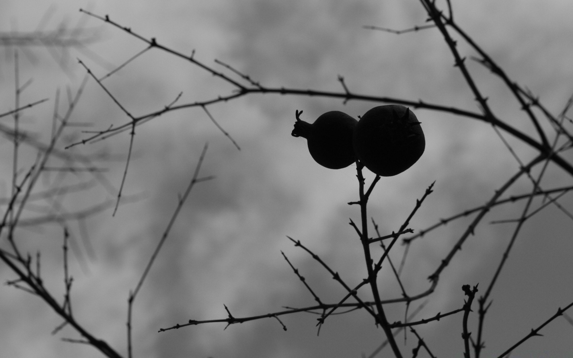 noir et blanc fil de fer barbelé fil nature clôture aube arbre à l extérieur hiver automne branche ciel