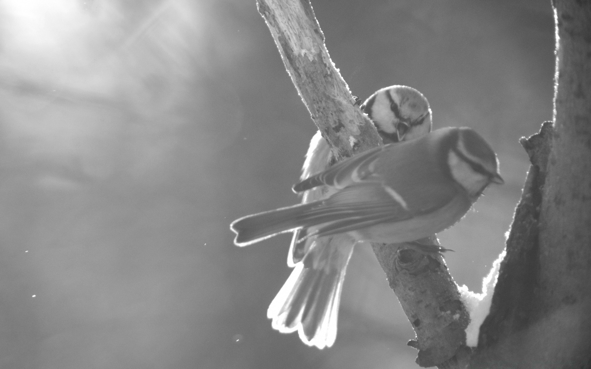 black and white bird monochrome one nature wildlife winter outdoors snow rain