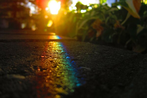 Sunlight breaks through the leaves at sunset