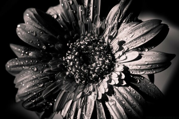 Fleur du matin dans la rosée