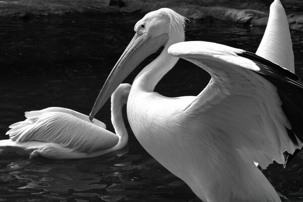 Pelicans in the water in black and white shades