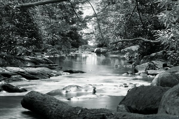 Forest Creek in bianco e nero