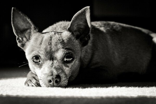 Photo noir et blanc d un chien triste