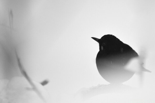 Fotografía en blanco y negro de un pájaro en la nieve