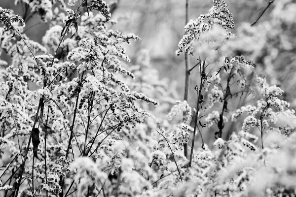 Ramitas de cuerda en blanco y negro