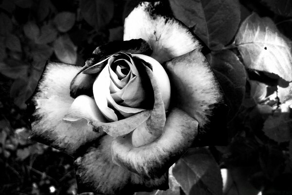 Rose flowers on a black background