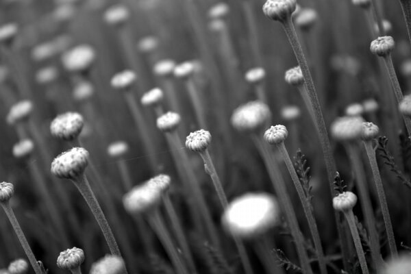 Fotografia em preto e branco do campo de flores