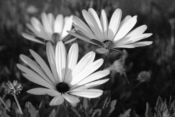 Blumen auf der Wiese in Schwarz-Weiß-Tönen