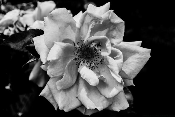 Foto Monocromática rosa blanco y negro