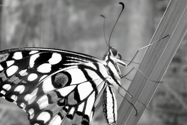 Mariposa en la hierba en escala de grises