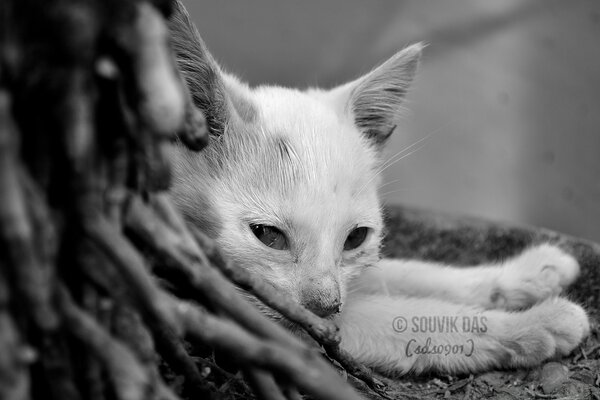 Cute cat is bored alone