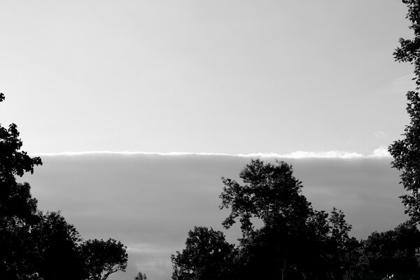 Alberi in scala di grigi monocromatica