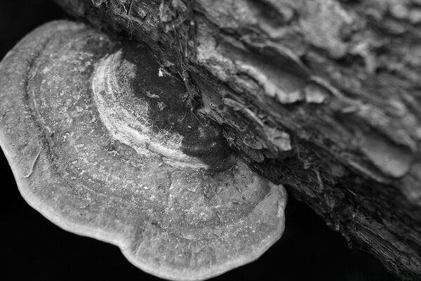 Foto en blanco y negro de un hongo que crece en un árbol