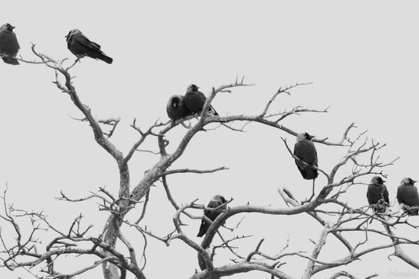 Viele Vögel sitzen ohne Blätter auf einem Baum