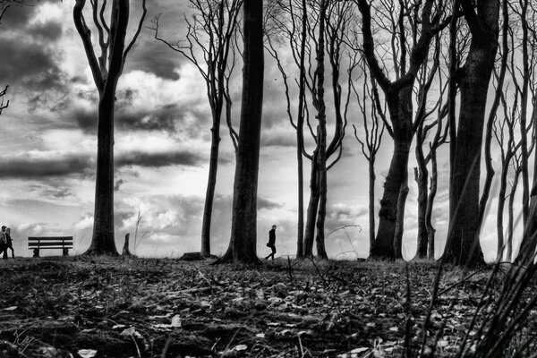 Les gens marchent le long de l allée des arbres