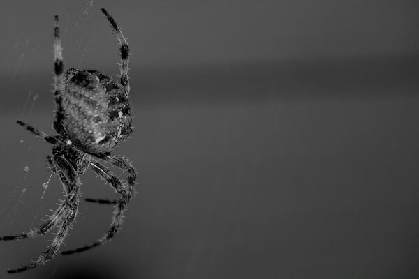 Une araignée tisse une toile à peine visible