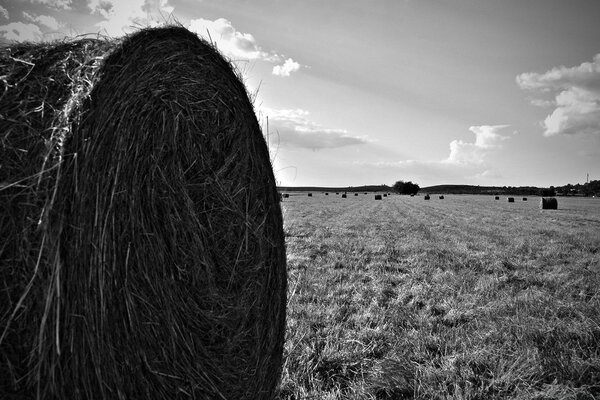 Black and white photo of the field