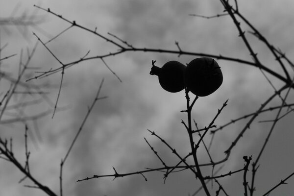 Ramas de árboles y cielo gris