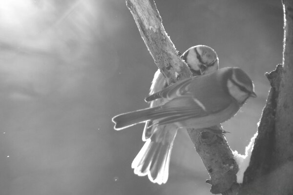 A pair of tits sitting on a branch