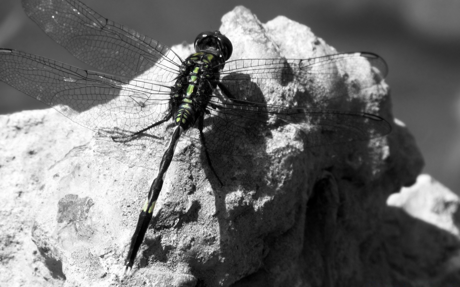 black and white insect invertebrate outdoors nature one rock park dragonfly