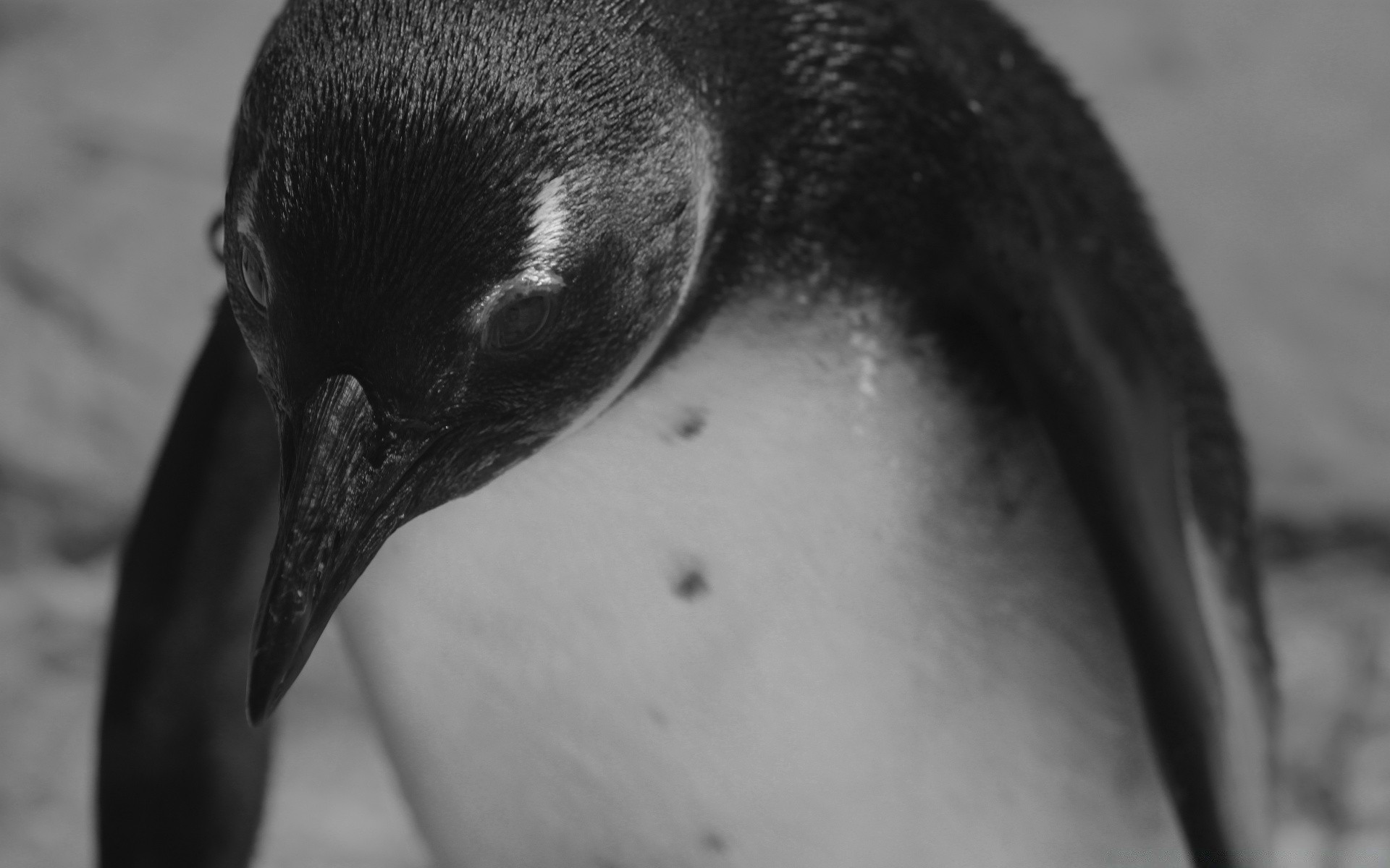 schwarz und weiß vogel porträt einzelne wasser natur tierwelt monochrom im freien erwachsene