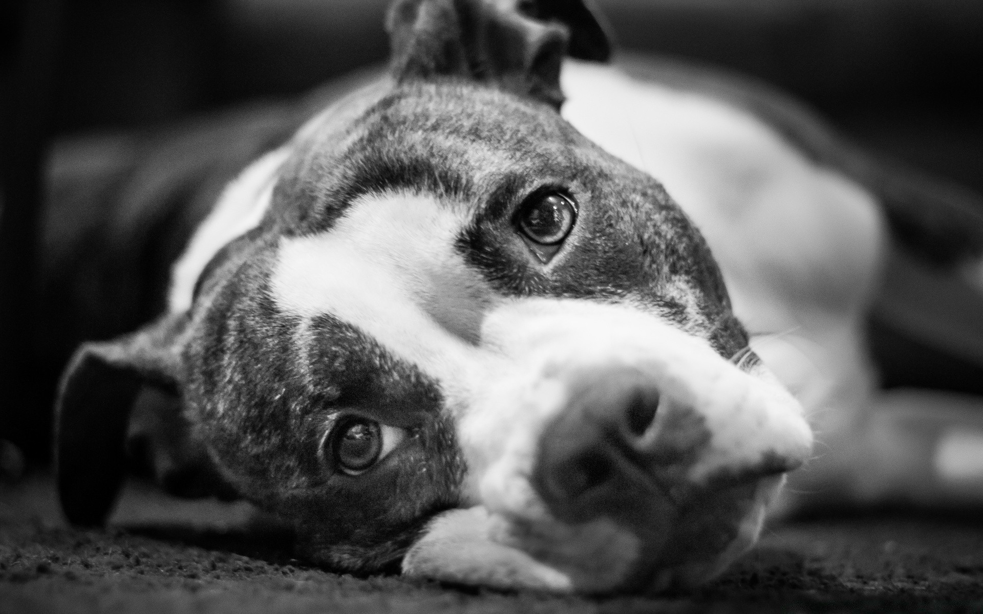 black and white dog canine mammal animal pet portrait cute puppy monochrome one domestic eye terrier adorable looking funny studio little sit