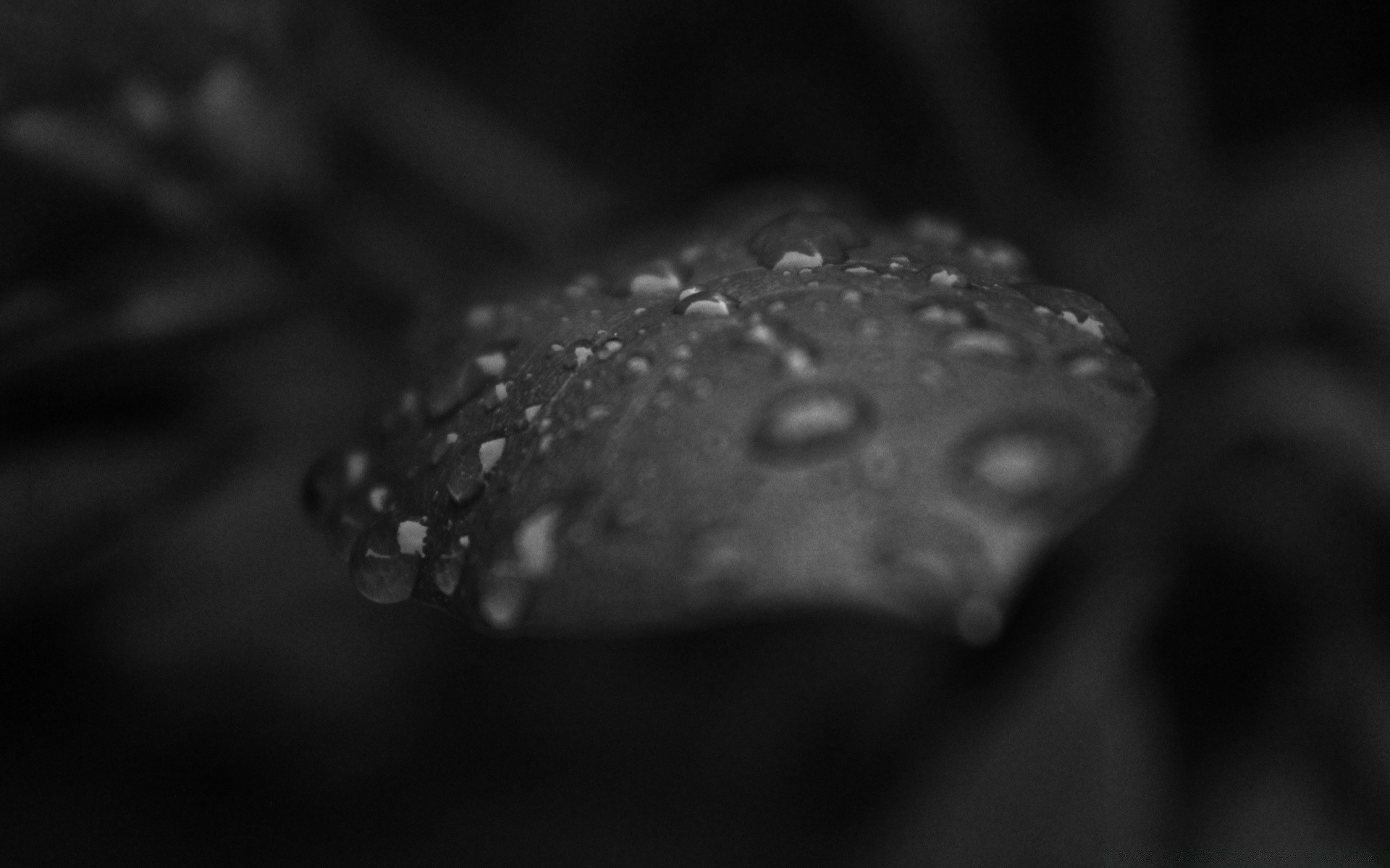 bianco e nero in bianco e nero pioggia goccia dop riflessione acqua bagnato close-up sfocatura scuro rugiada cibo natura morta gocce messa a fuoco natura desktop