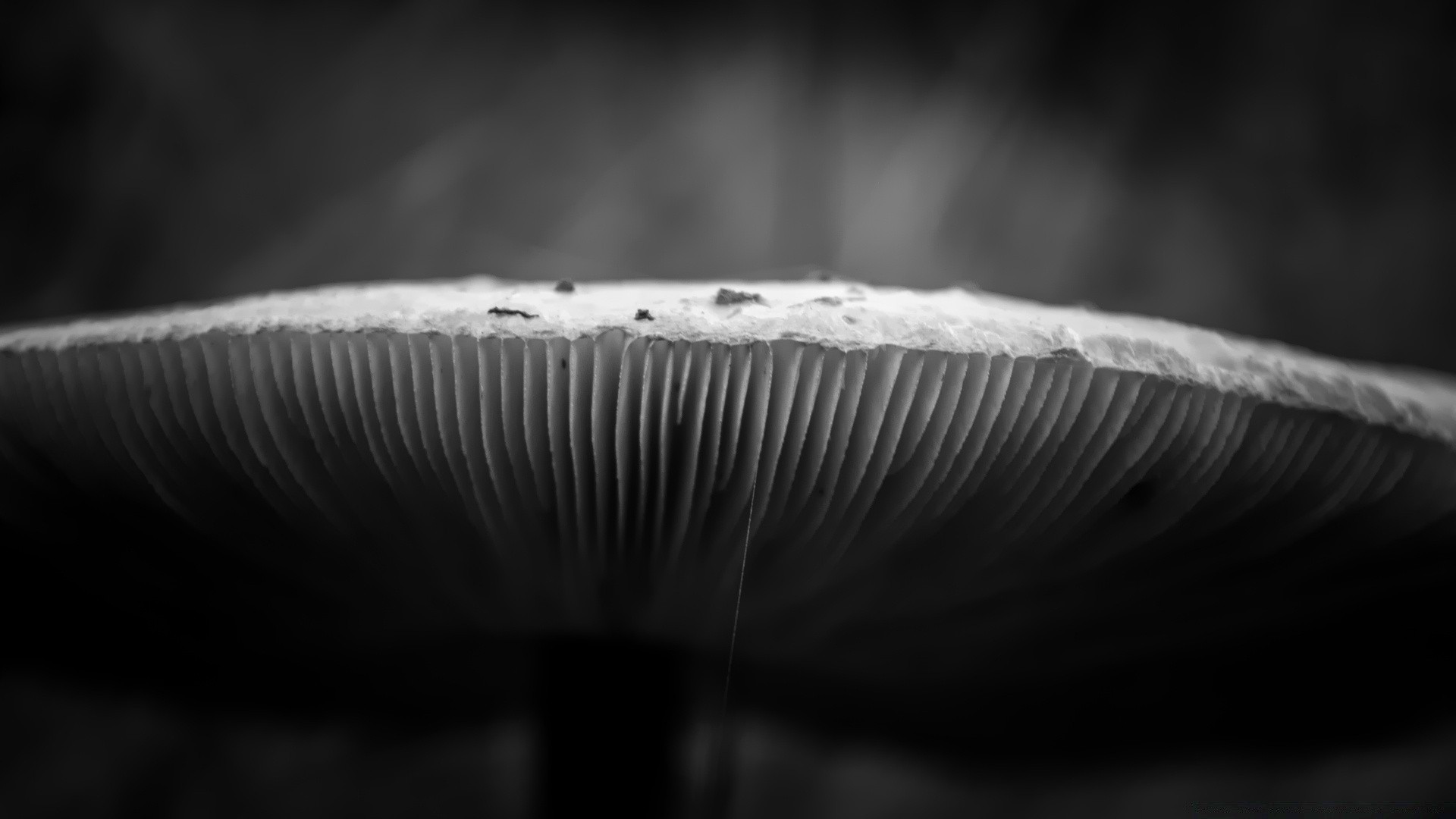 noir et blanc monochrome champignon champignon alimentaire nature automne nature morte dof paysage résumé légume bois mousse ombre