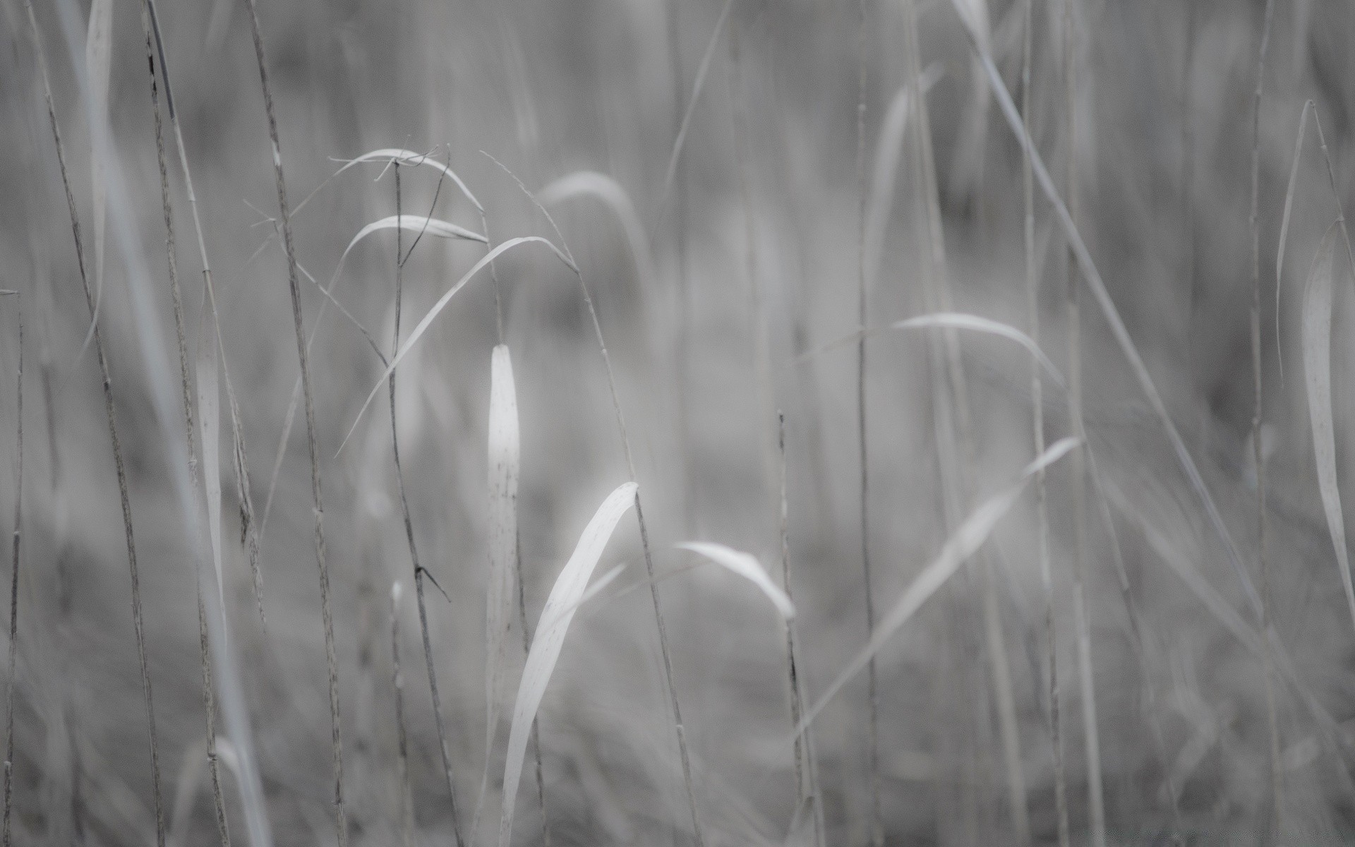 czarno-biały natura trawa liść flora na zewnątrz lato pole wiejski świt