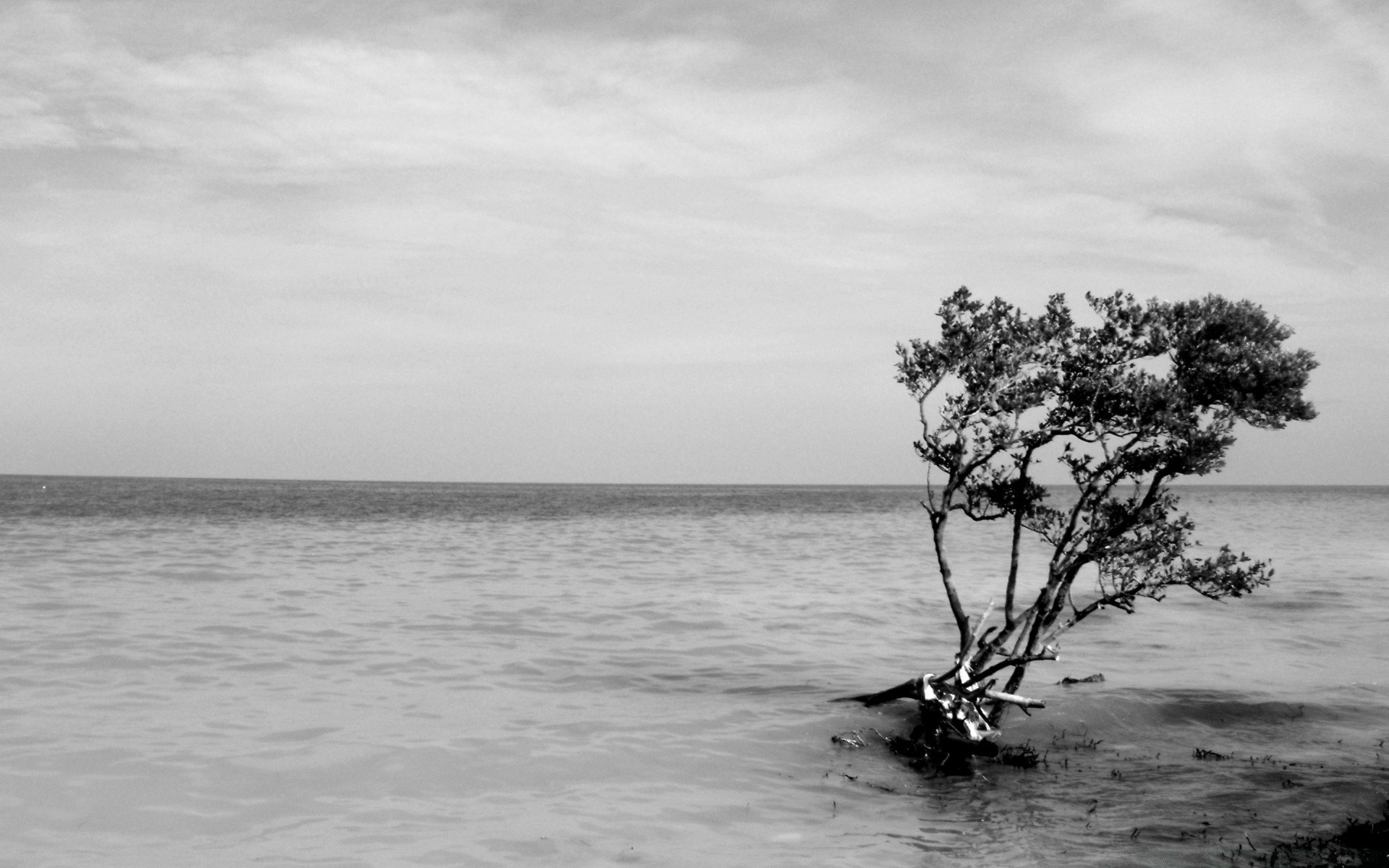 bianco e nero acqua mare spiaggia monocromatico oceano paesaggio moto d acqua mare