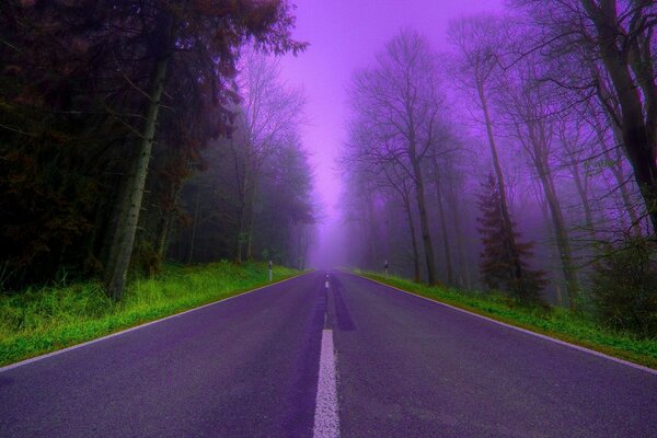 An asphalt road leading into a foggy forest