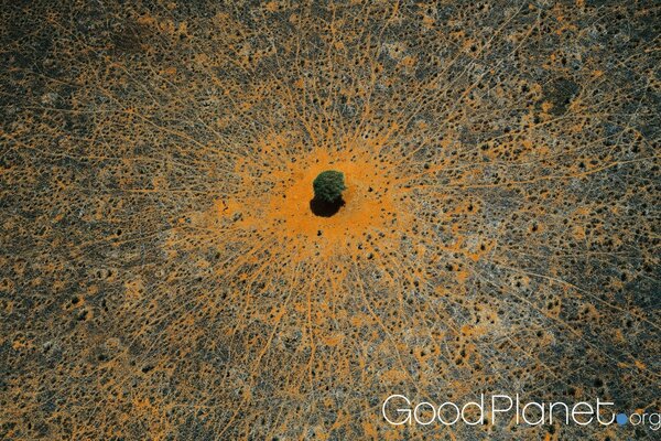 Top view of a single tree in a desert area