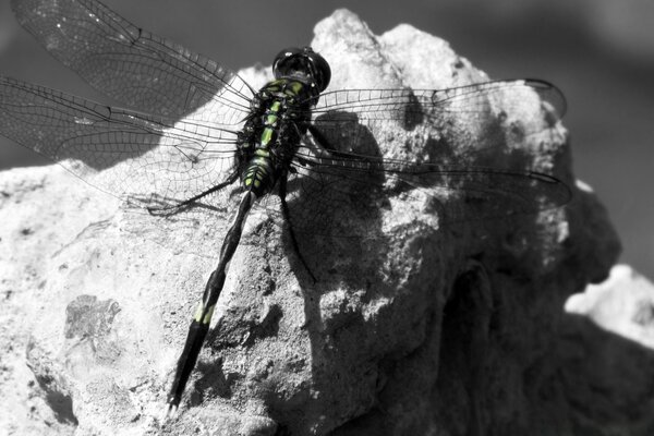 Eine schwarz-weiße Libelle sucht die Farben des Lebens