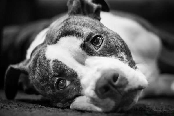 A dog with a sad look lies on the road