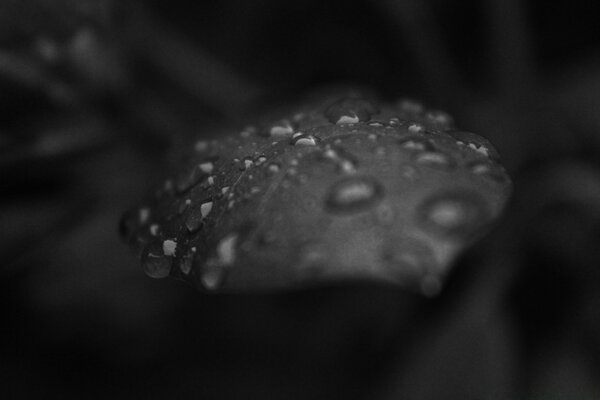 Raindrops on a sheet in black and white