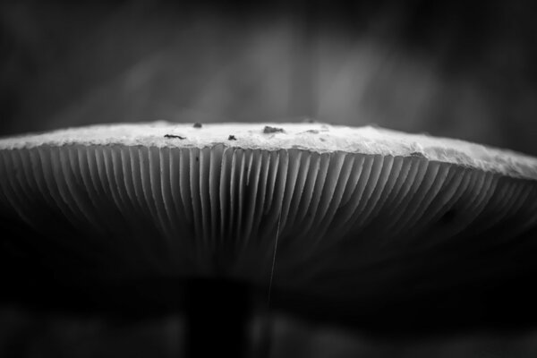 Macro photography mushroom hat monochrome