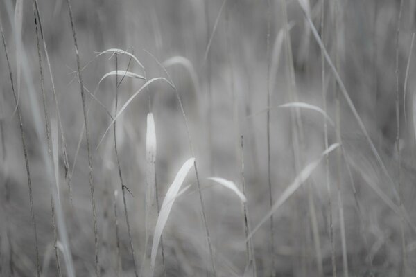 Foto de hierba en blanco y negro