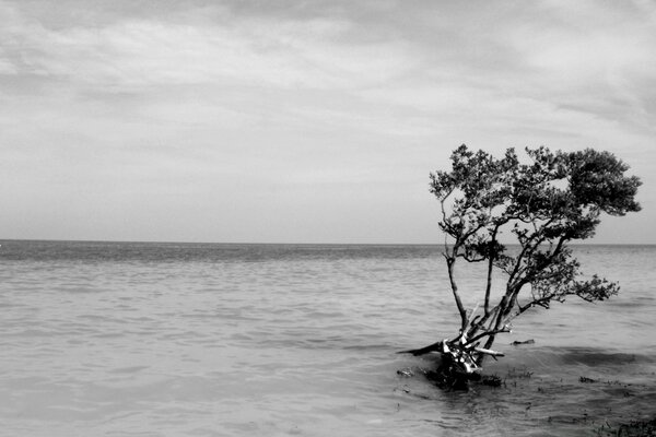 Meer und Strand in Schwarz-Weiß-Bild