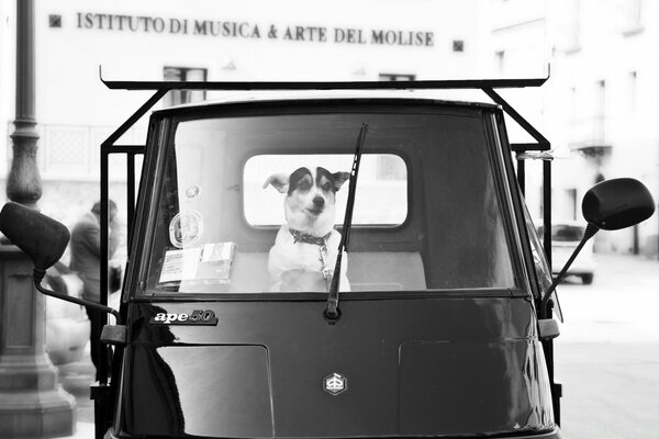 Old Photo of a car with a dog