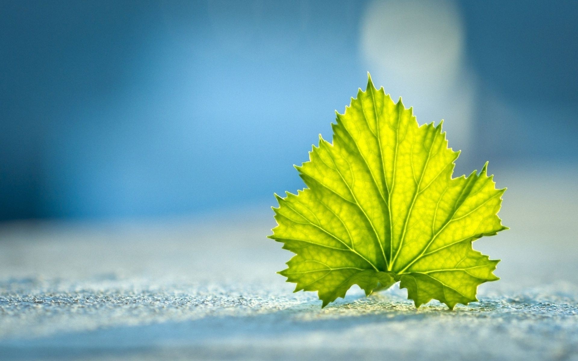 leaves nature leaf outdoors sun sky fair weather summer fall