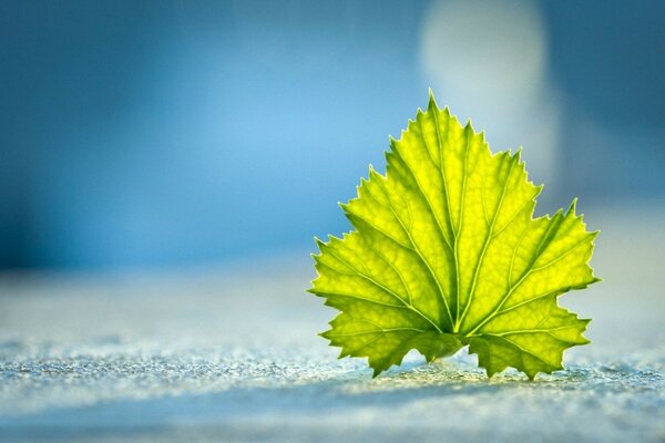 Hoja verde sobre fondo azul