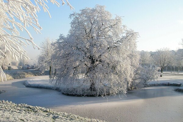 Matin glacial et arbre enneigé